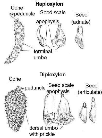 pine tree parts diagram