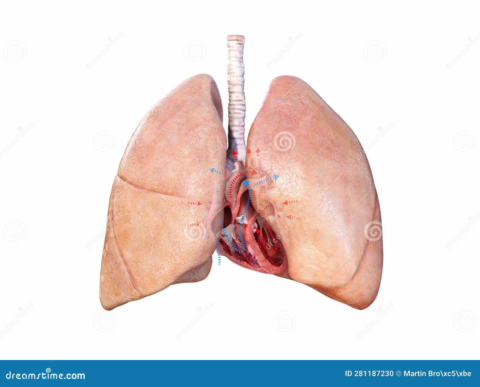 parts of human heart diagram