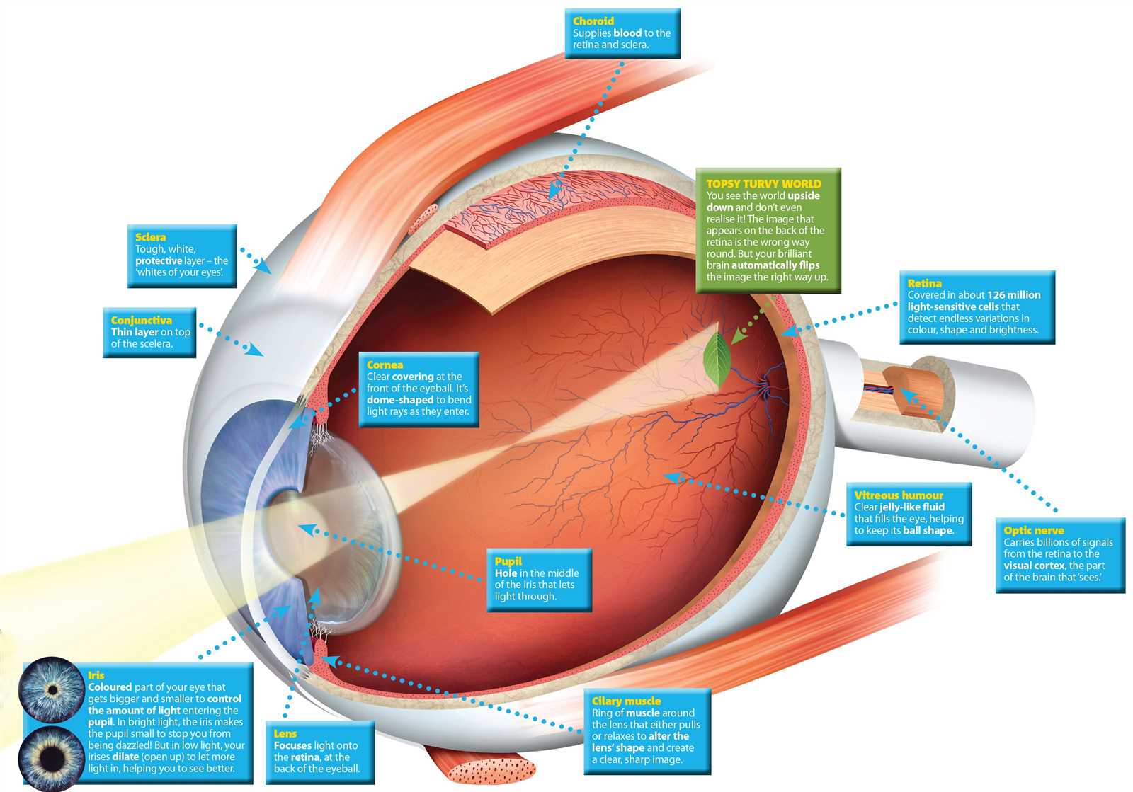 parts of human eye diagram