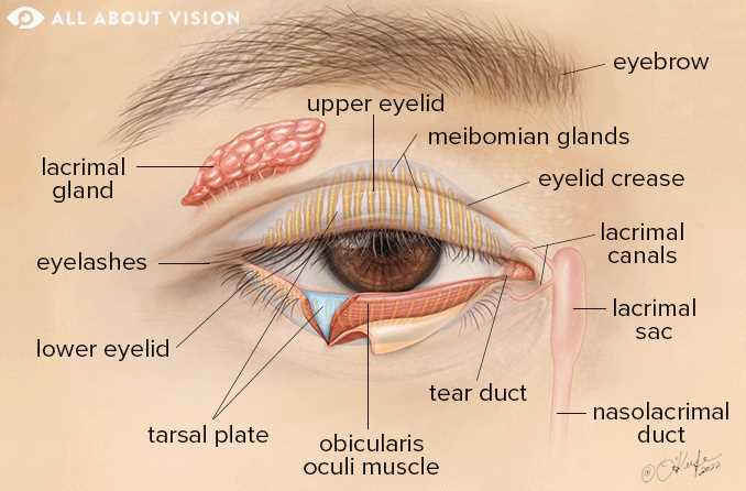 parts of the eyelid diagram