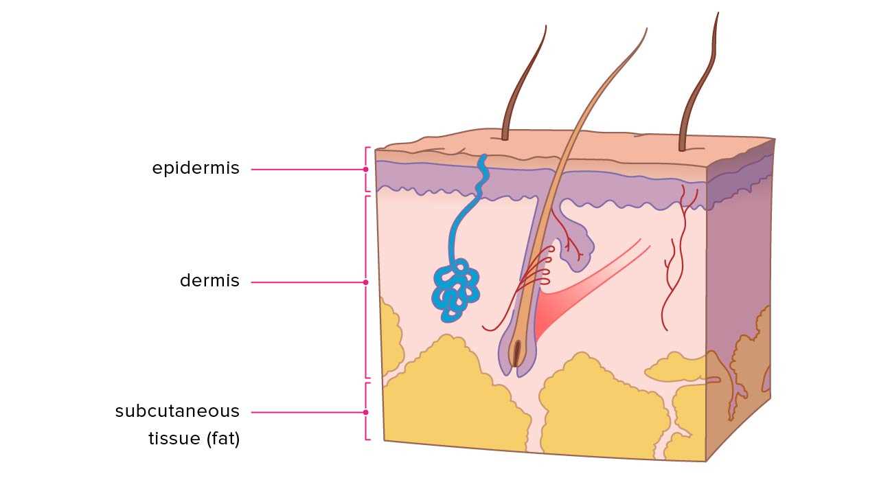 skin diagram with parts