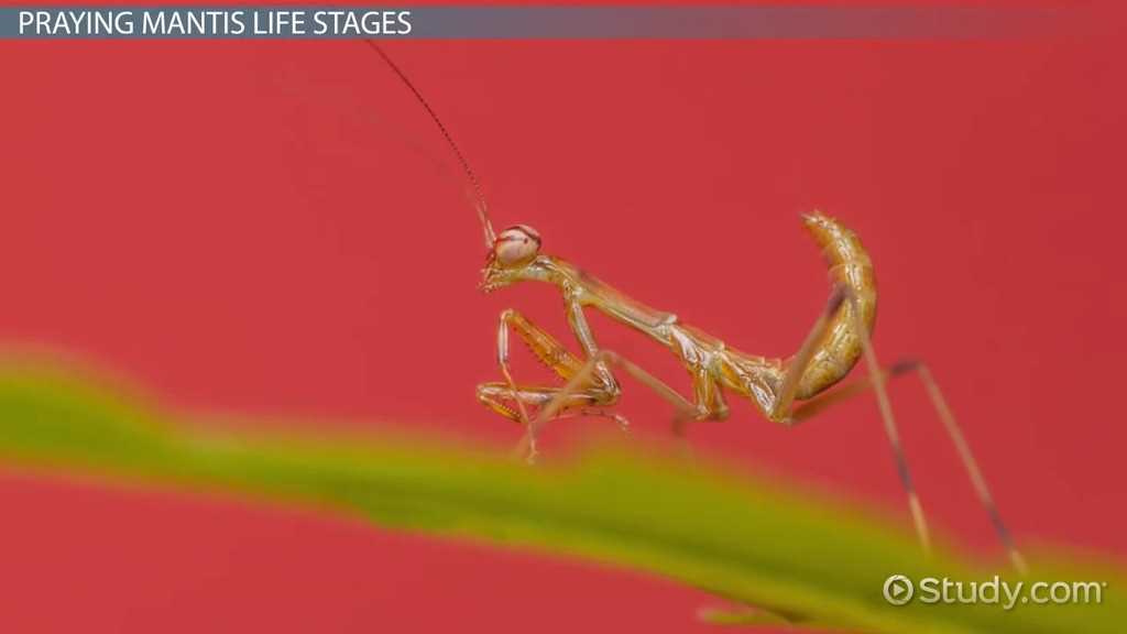 praying mantis body parts diagram