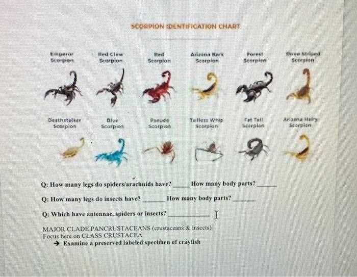 scorpion body parts diagram