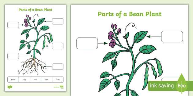 plant parts labeled diagram