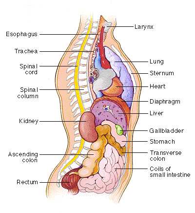 snake body parts diagram