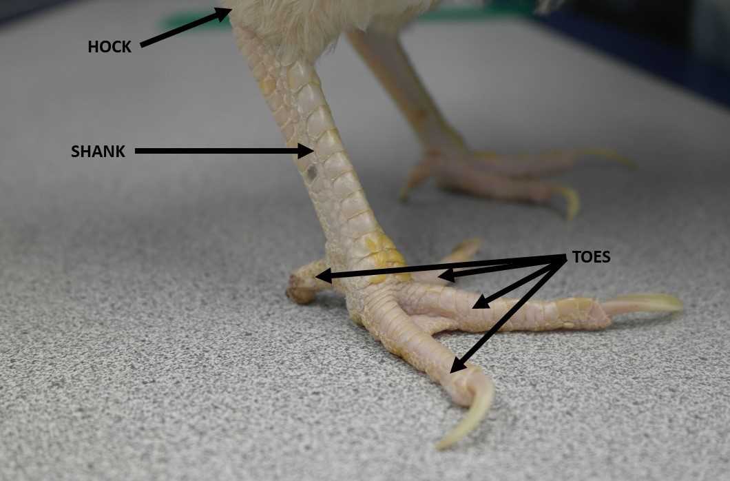 parts of leg diagram