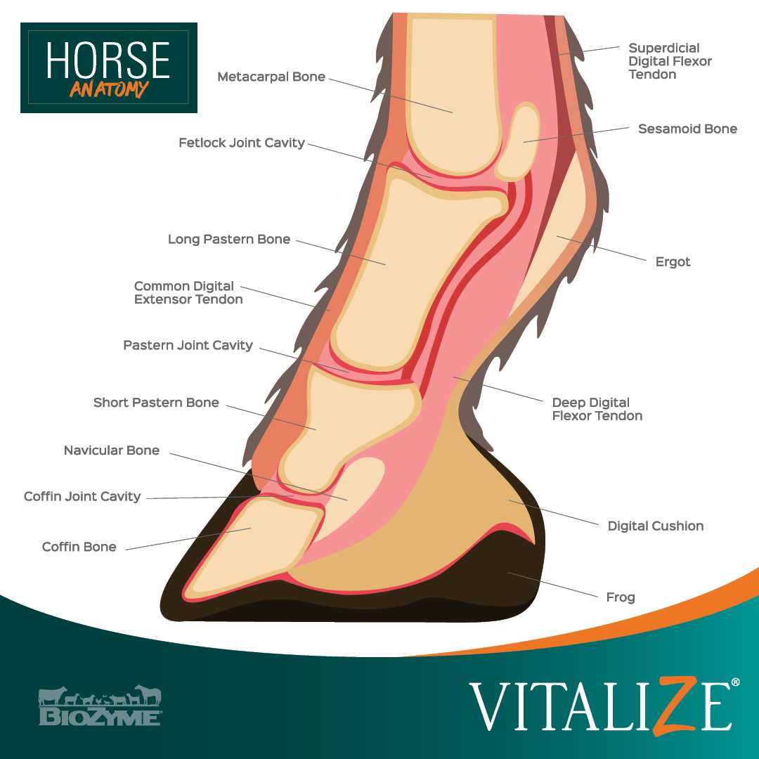 parts of the horse hoof diagram