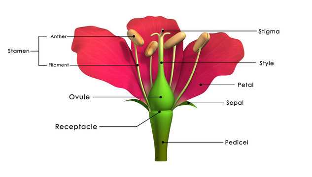 plant parts labeled diagram