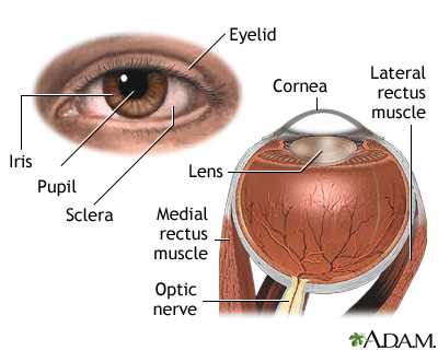 parts of eye with diagram