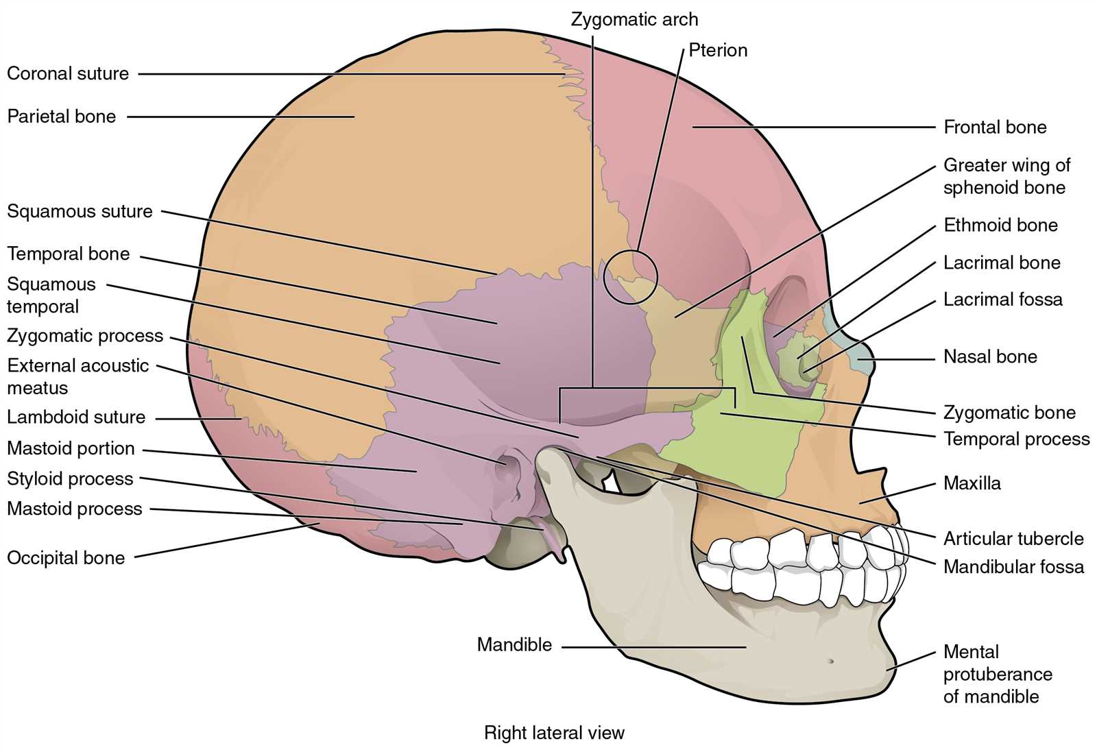 parts of skull diagram