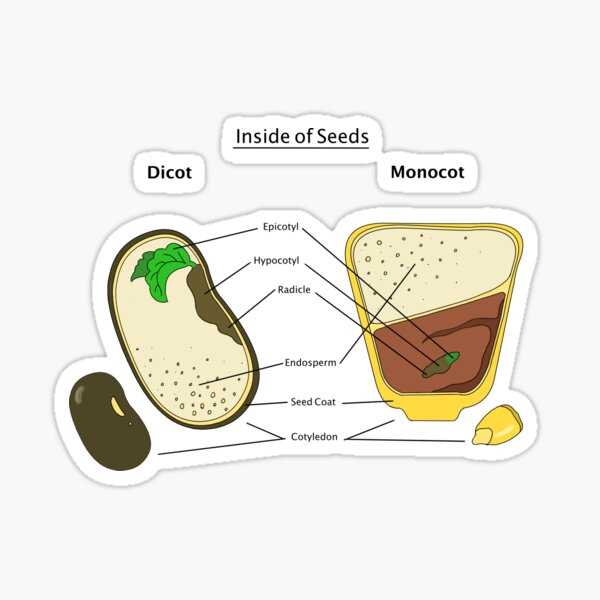 seed parts diagram