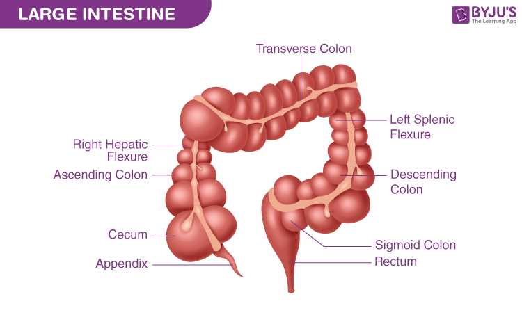 parts of large intestine diagram