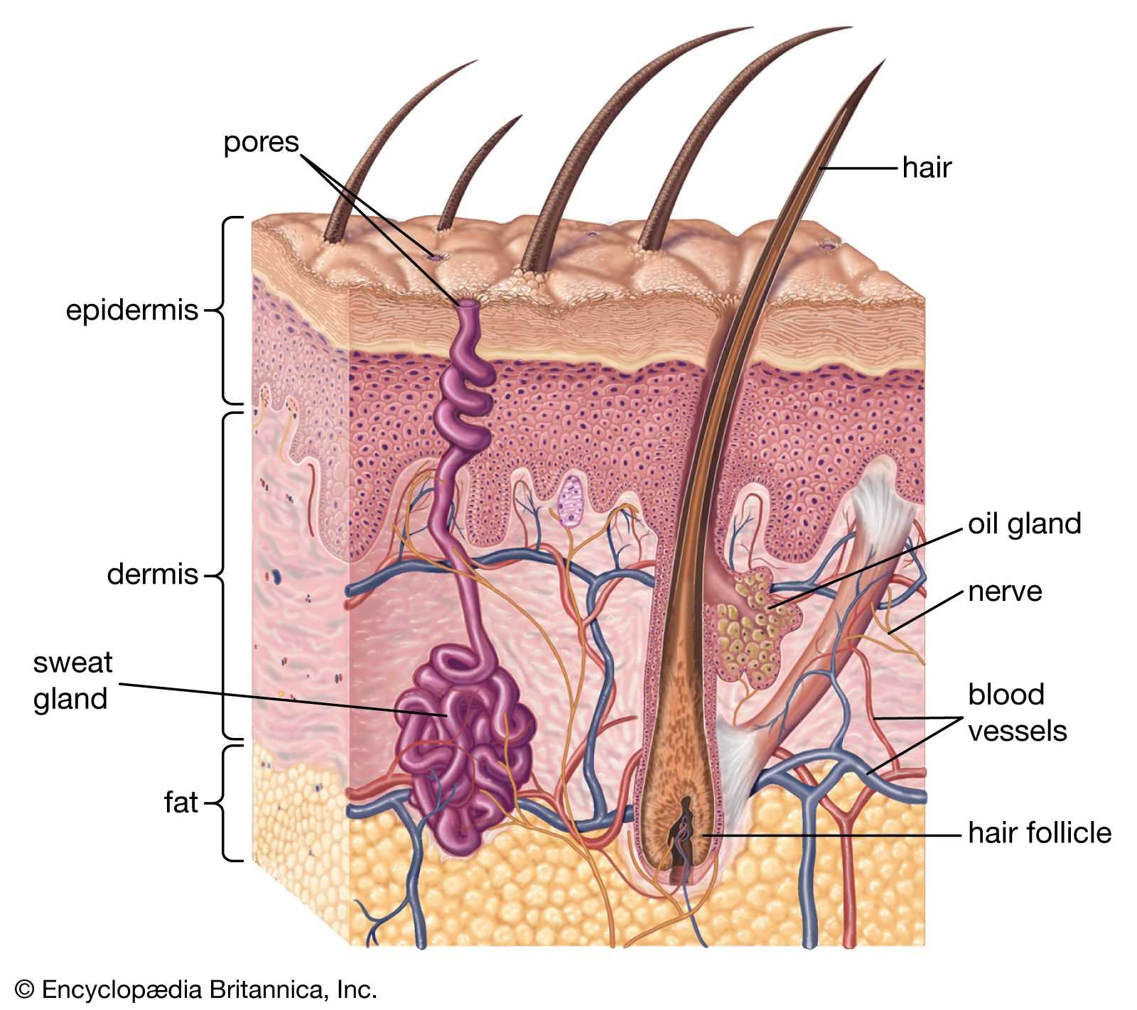 skin diagram with parts