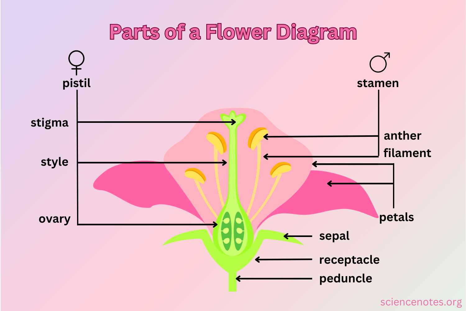 parts of a rose plant diagram