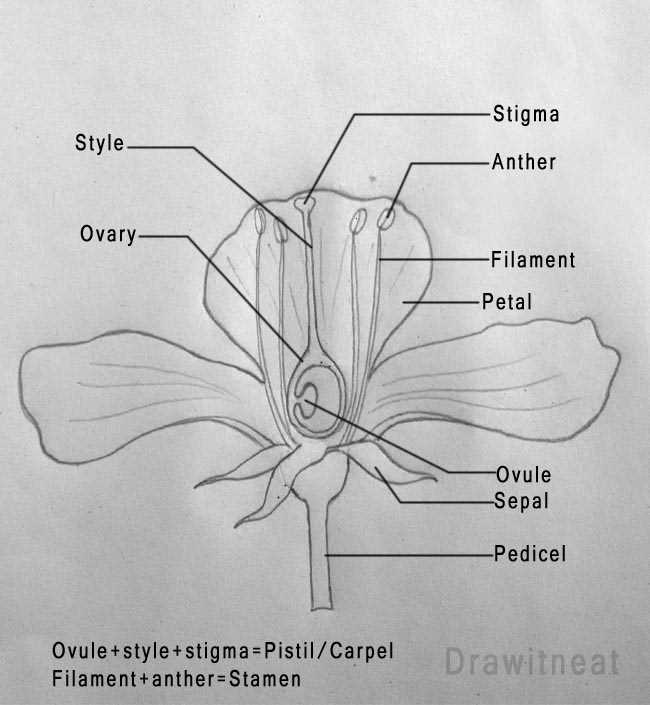 parts of flower labelled diagram