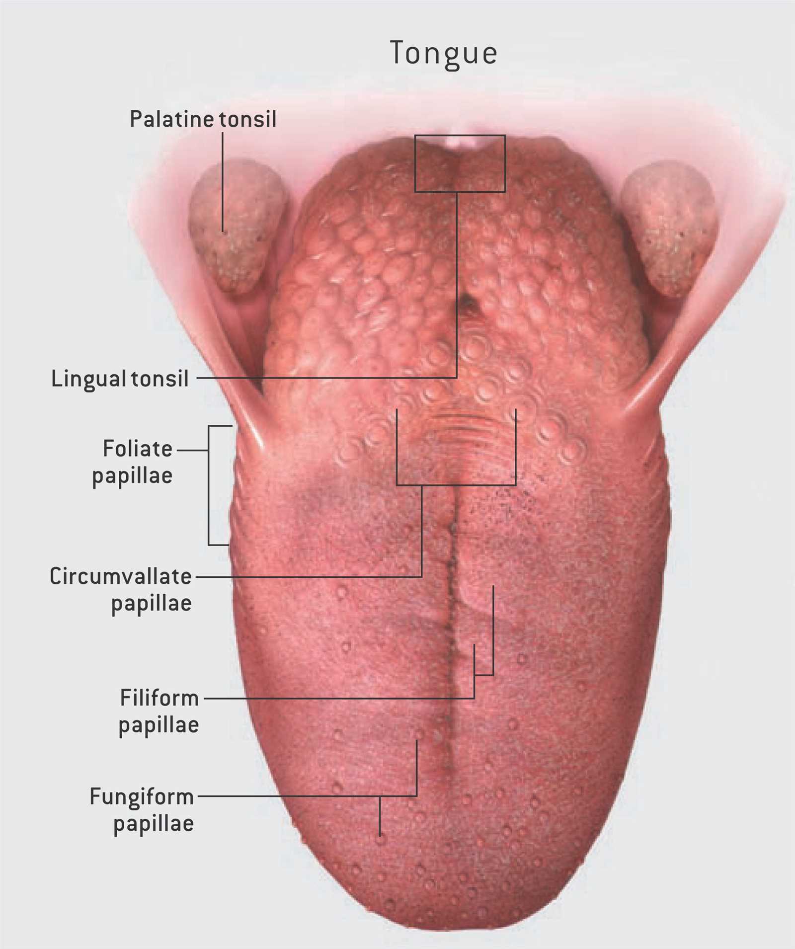 tongue taste parts diagram