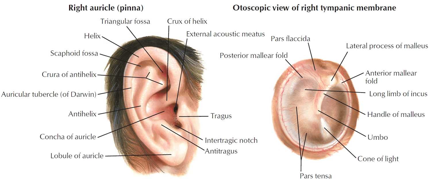 parts of ear diagram