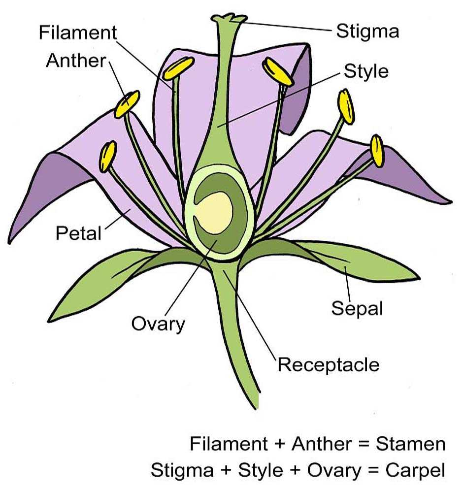 plant reproductive parts diagram