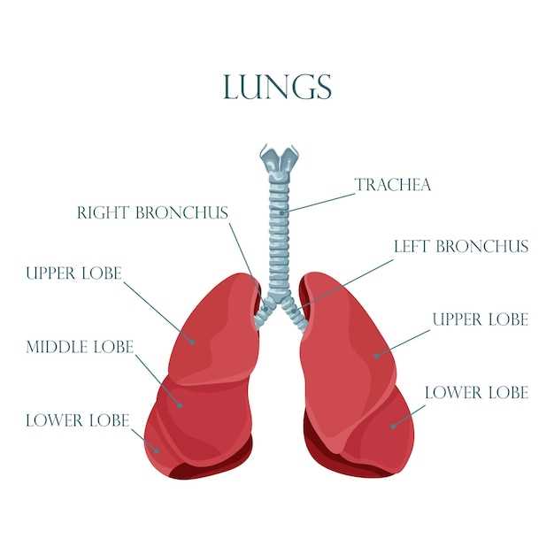 respiratory system parts diagram