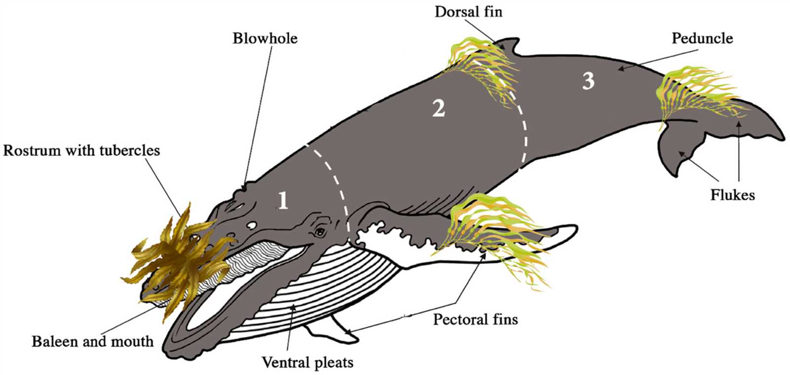 parts of a whale diagram