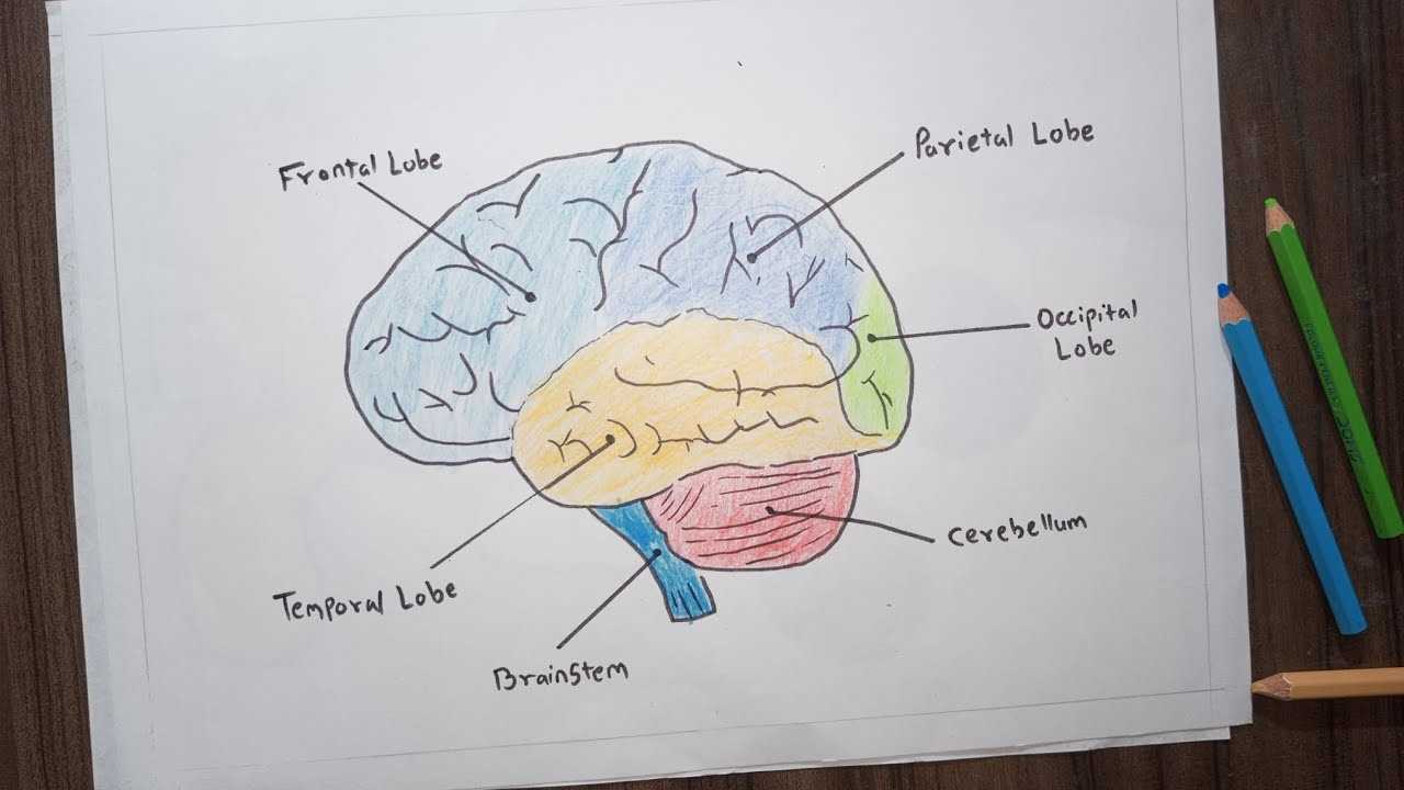 parts of the brain diagram labeled