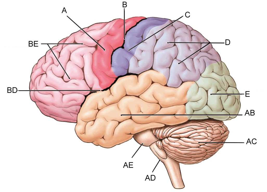 parts of the brain diagram quiz