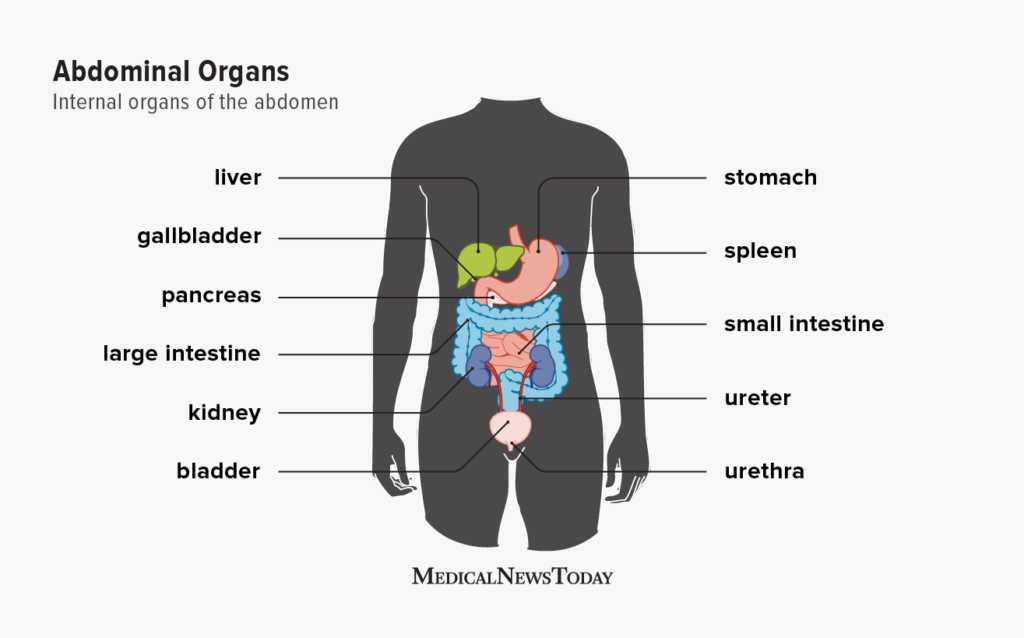 parts of human body diagram