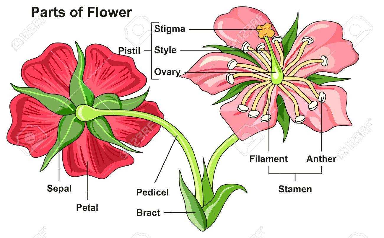 parts of the flower diagram