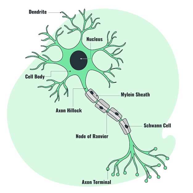 parts of neuron diagram