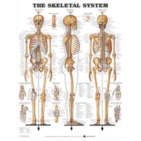 skeletal system parts diagram