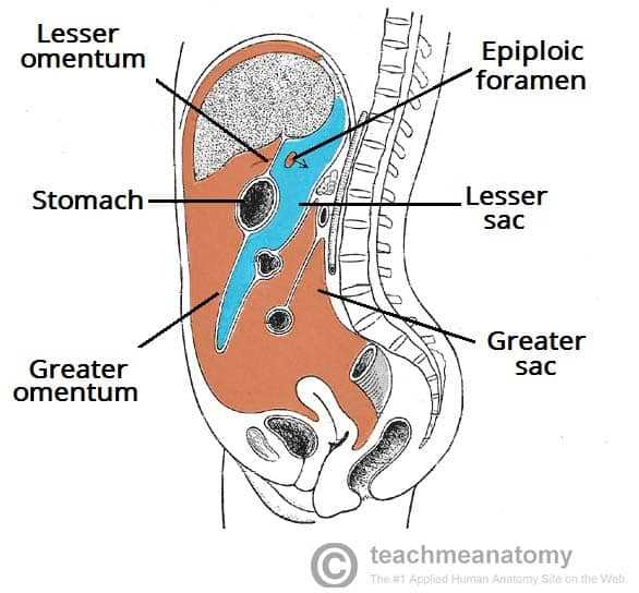 parts of a stomach diagram