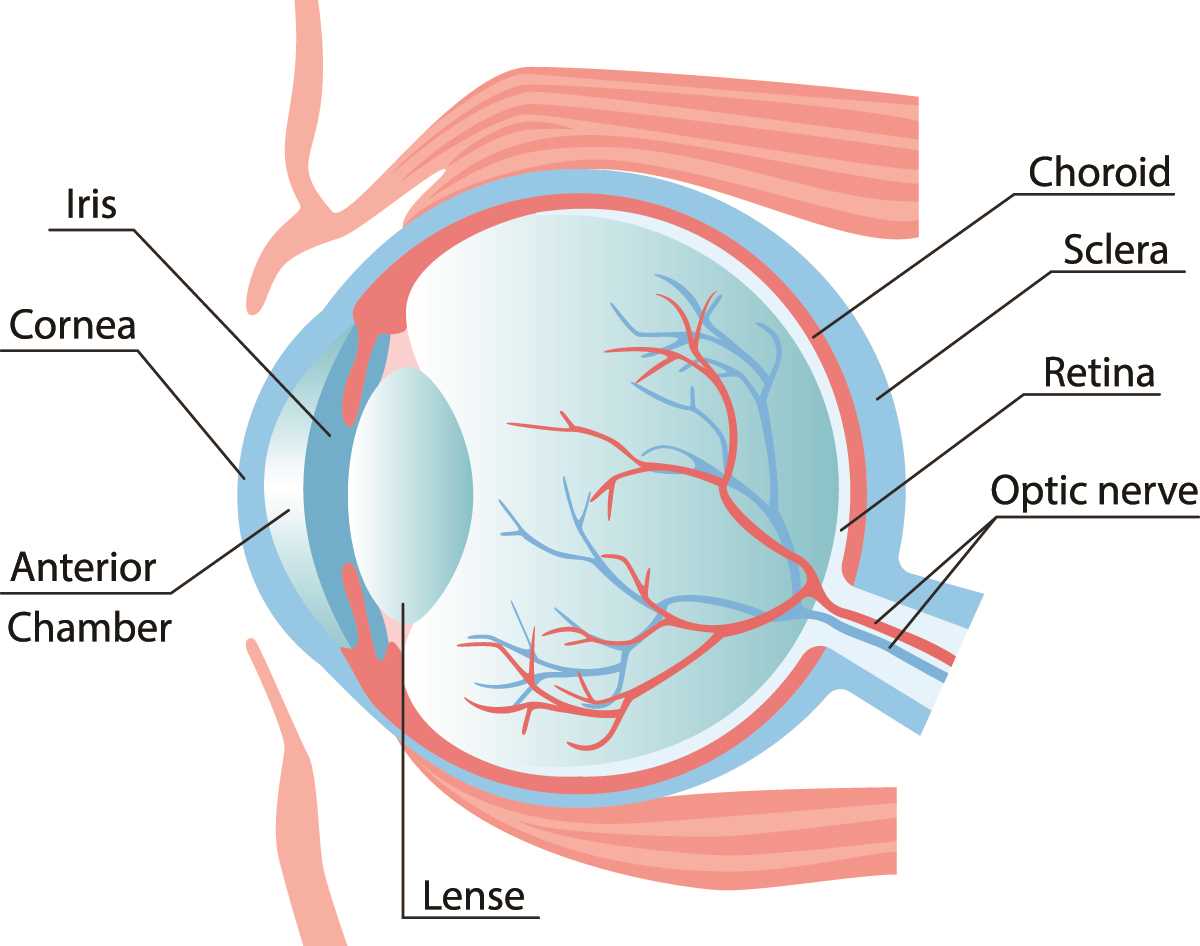 parts of human eye diagram