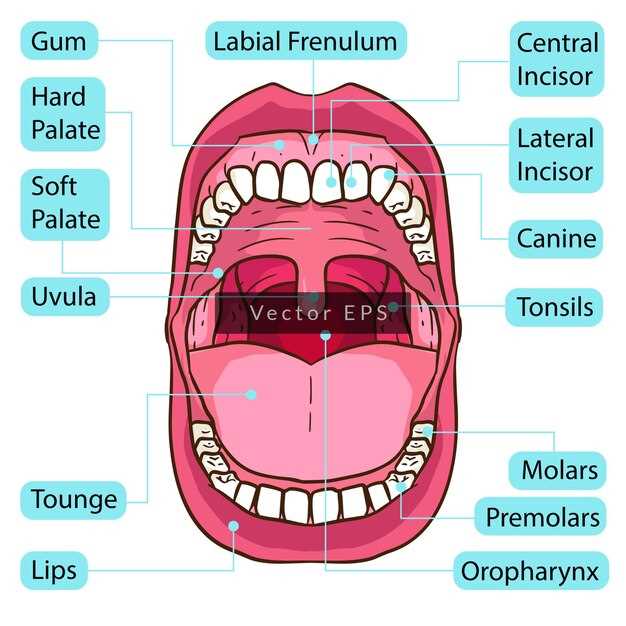 parts of mouth diagram