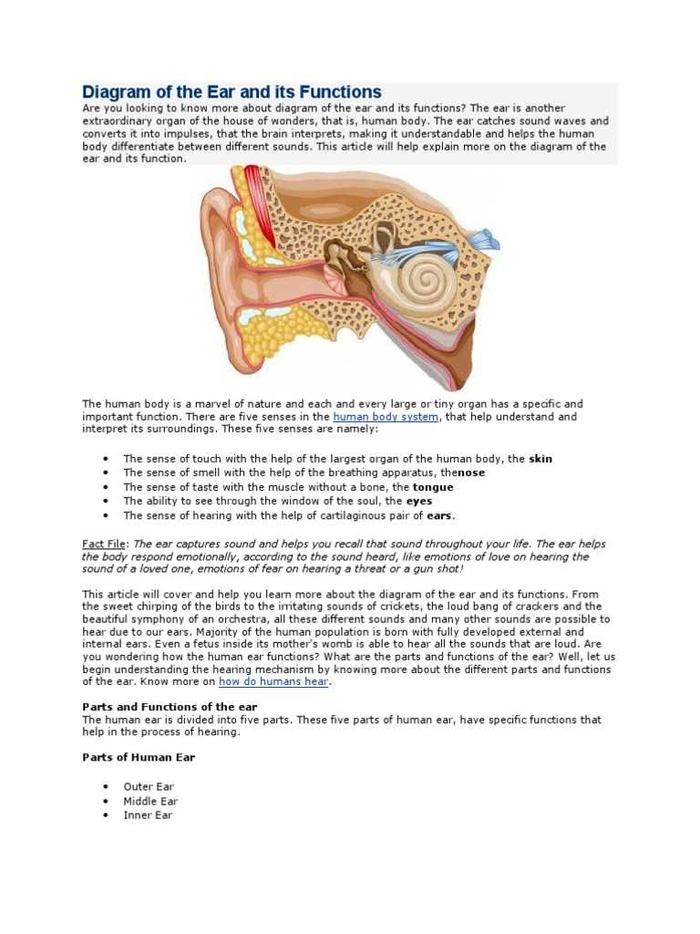 parts of human ear diagram