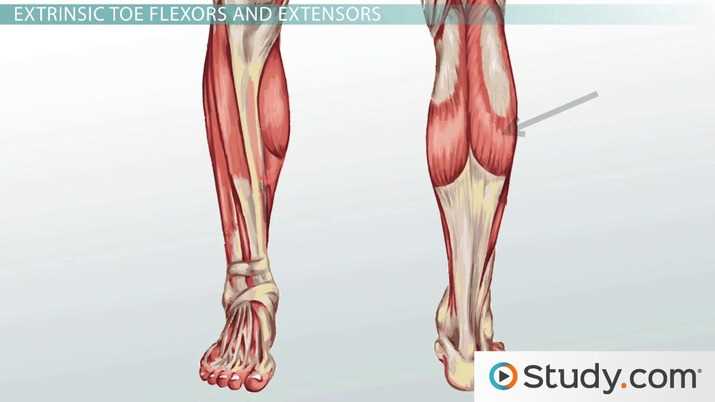 parts of leg diagram