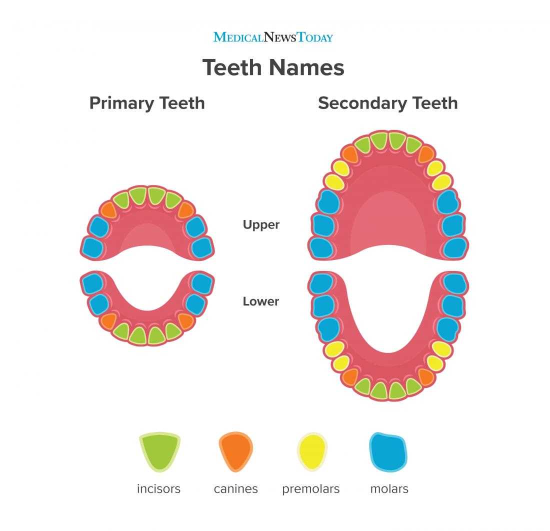 parts of teeth diagram