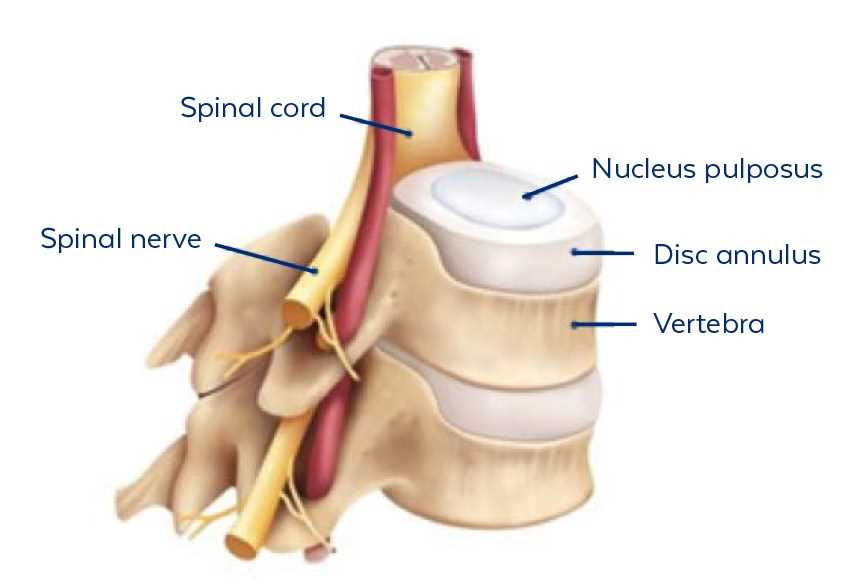 parts of the spine diagram