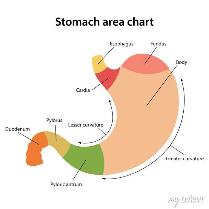 parts of your stomach diagram