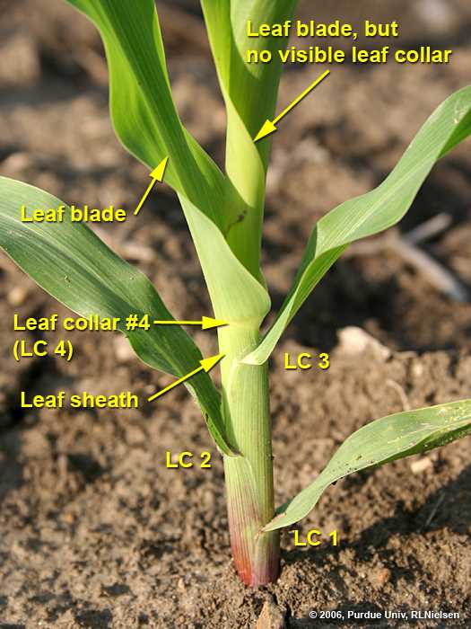 sweet corn parts diagram