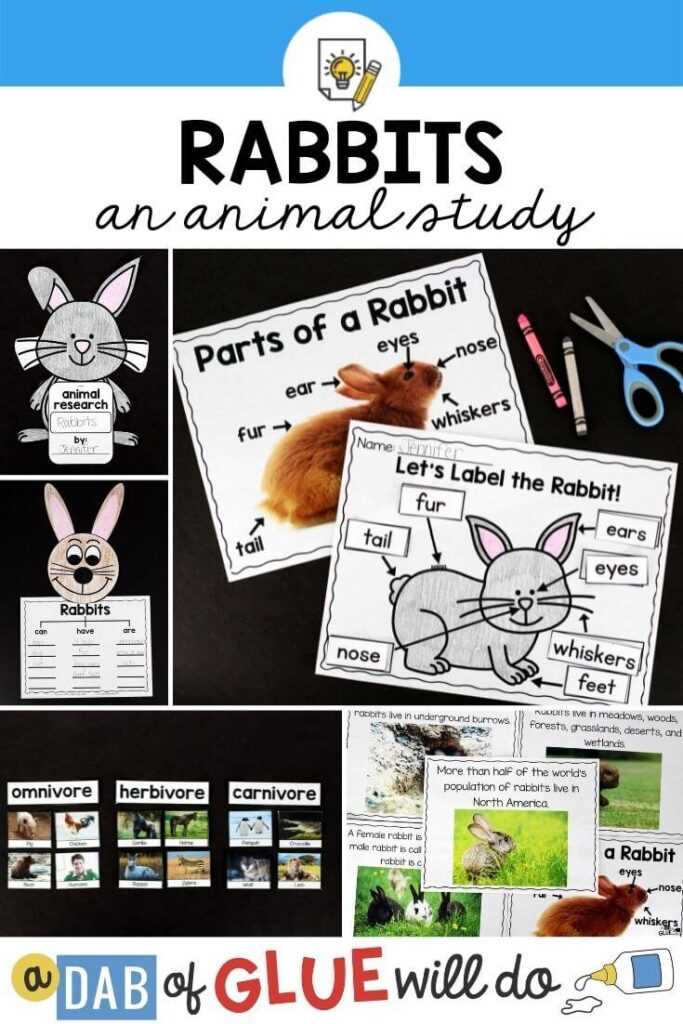 rabbit parts diagram