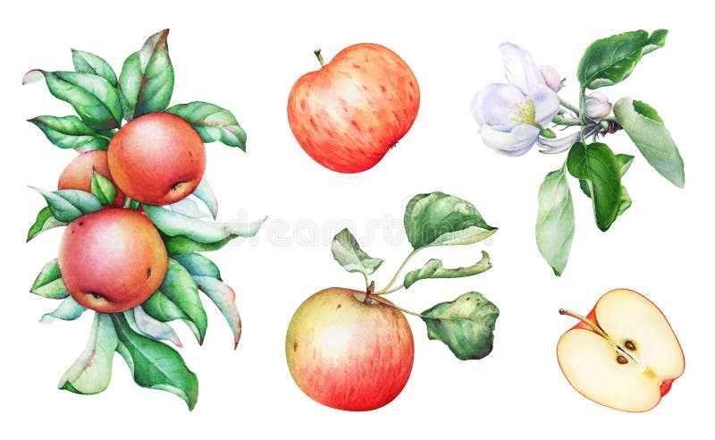 parts of an apple tree diagram