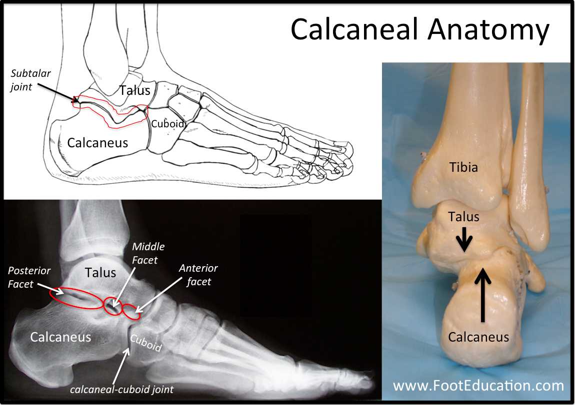 parts of the bottom of the foot diagram