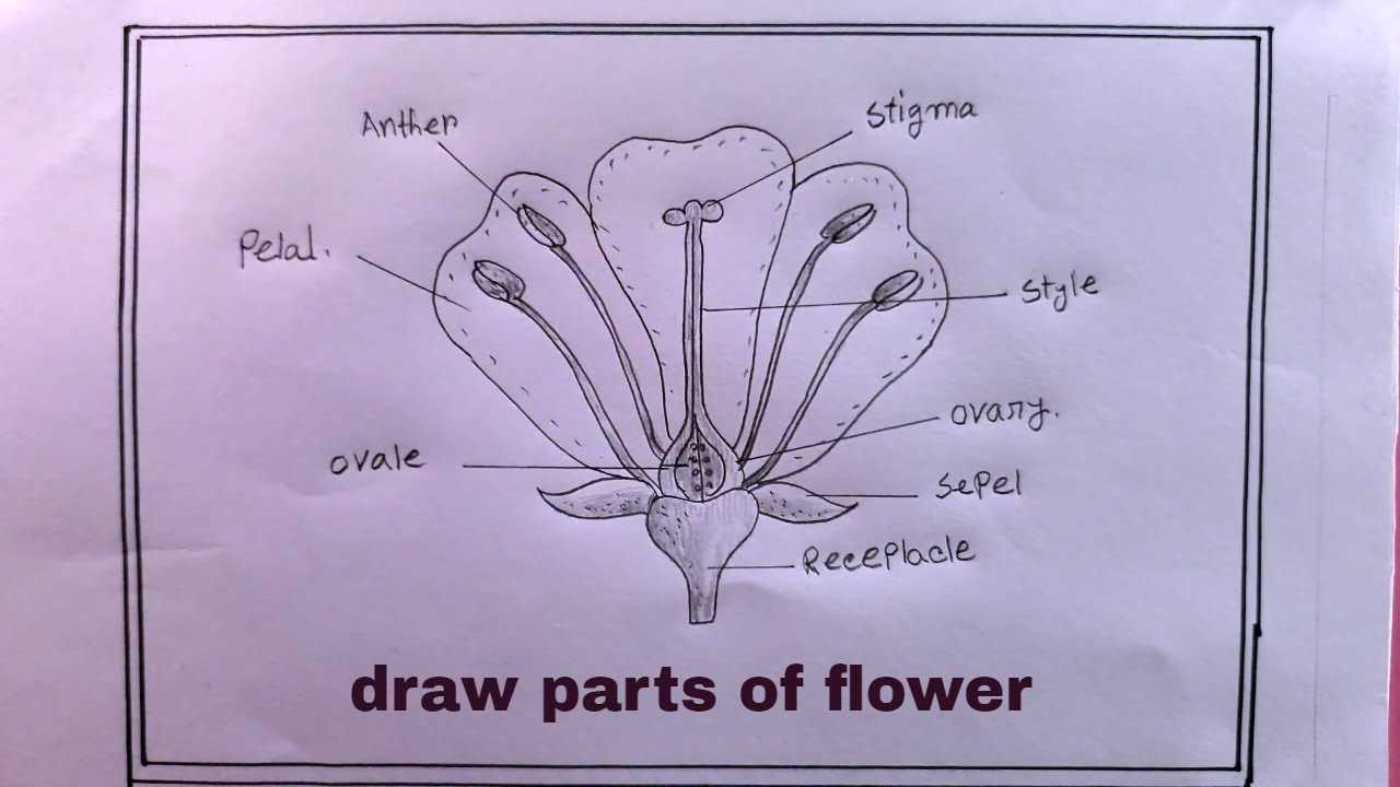 parts of the flower diagram