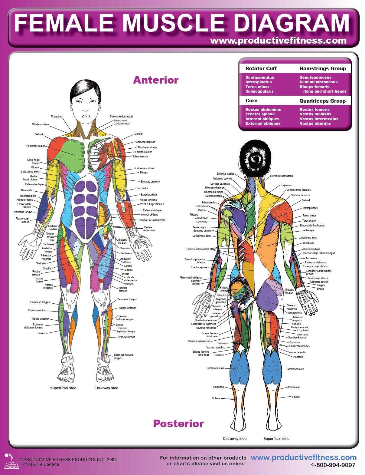 parts of female body diagram