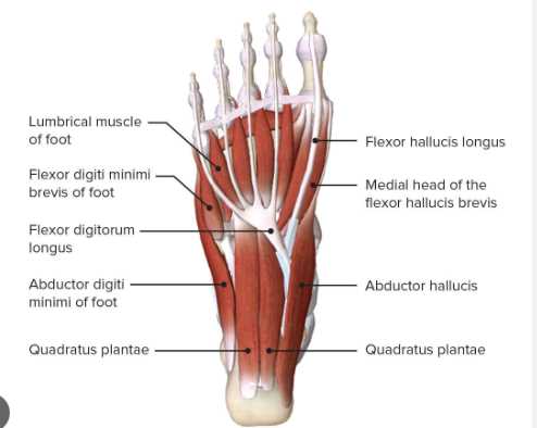 parts of the bottom of the foot diagram