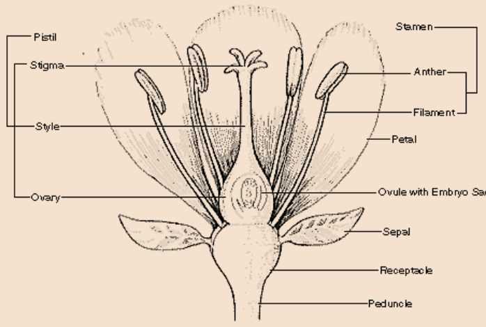 parts of flower diagram labeled