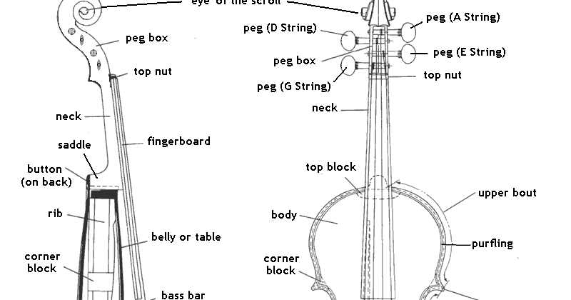 violin parts diagram