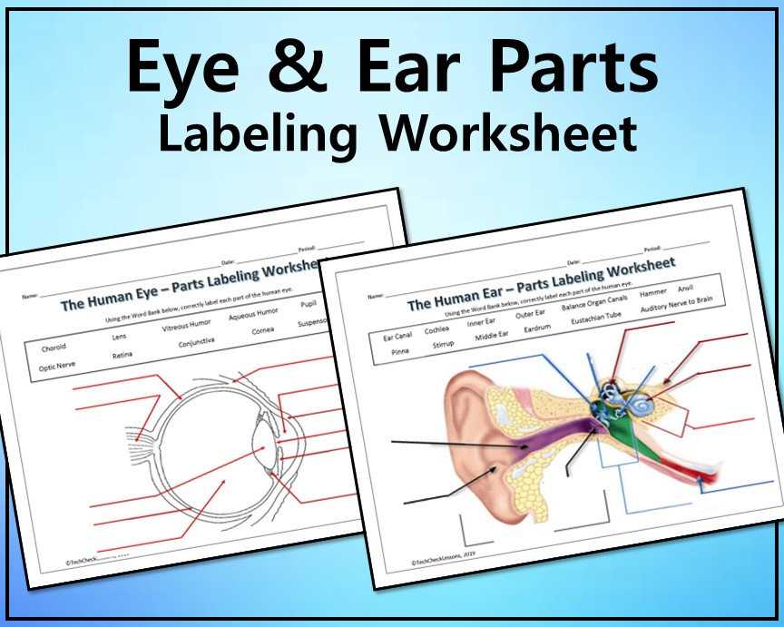 parts of the eye diagram worksheet