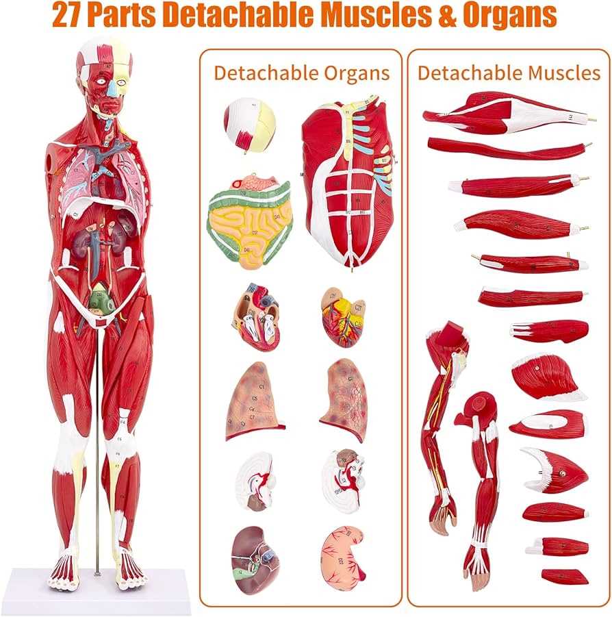 parts of muscle diagram