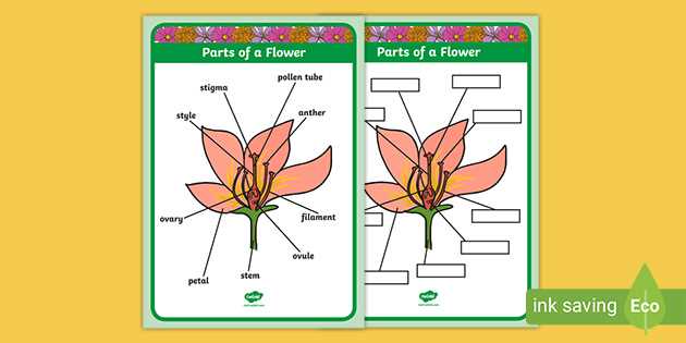 tulip parts diagram